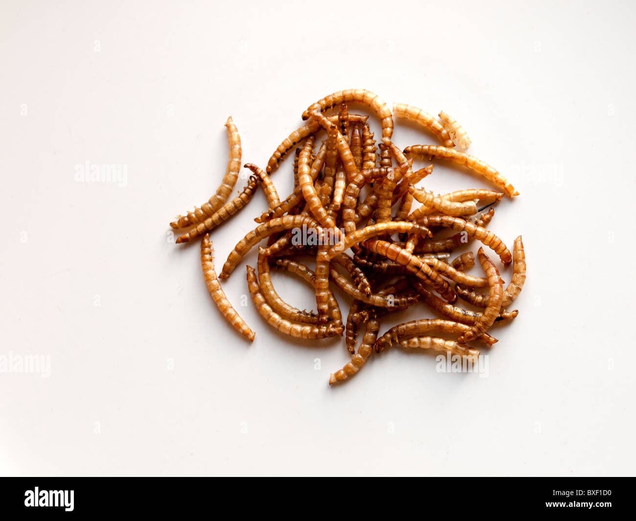 Meal Worms Larvae Food at Joseph Starr blog