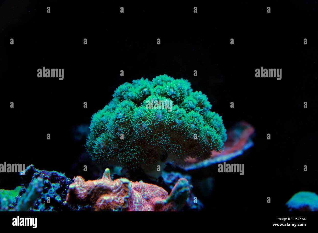 Frag Farmers Pocillopora Damicornis Green Frag
