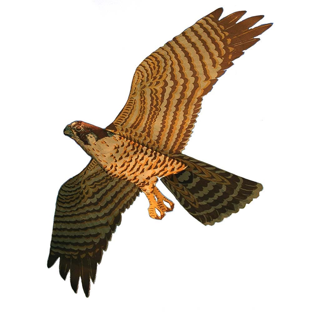 Peregrine Falcon Kite - Margo Supplies - Animal Decoys