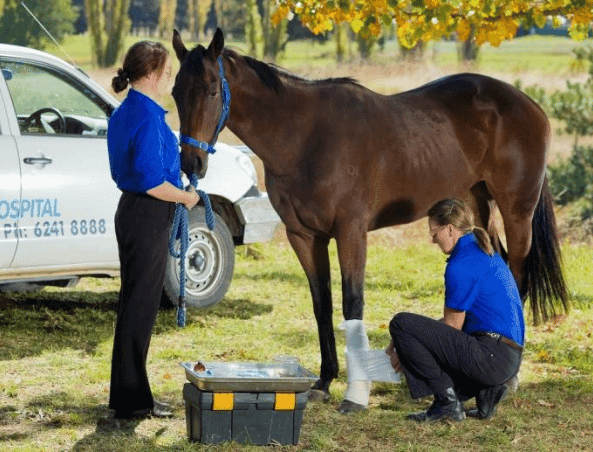 Equine First Aid Kit - Canberra Equine Hospital | Horse Vets