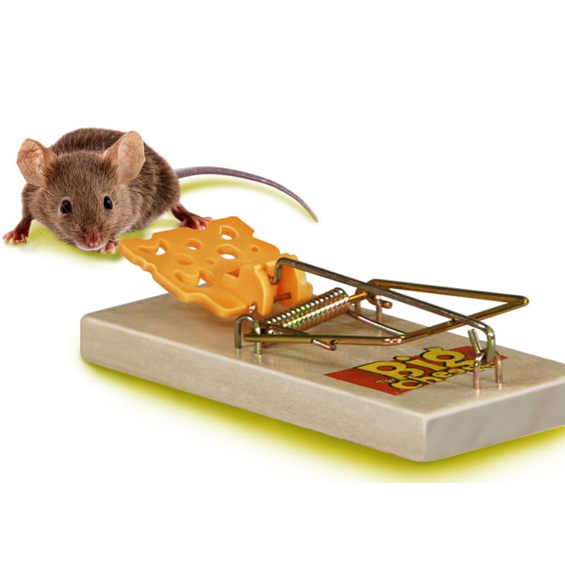 The Big Cheese Wooden Trap FSC Mouse | Toolstation
