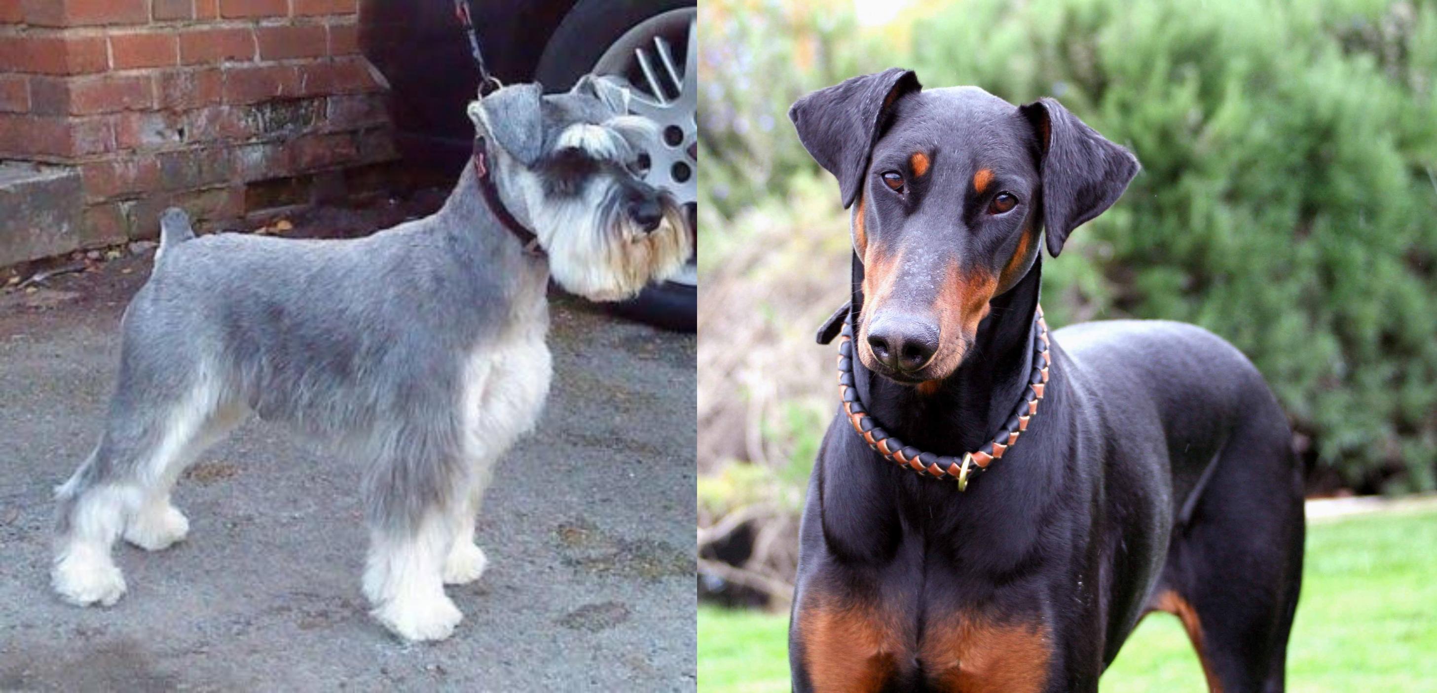 Miniature Schnauzer vs Doberman Pinscher - Breed Comparison