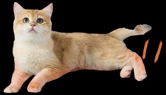 Bedsure Self Heating Cat Bed Mat - 76x50 cm Washable Fleece Warm Cat ...