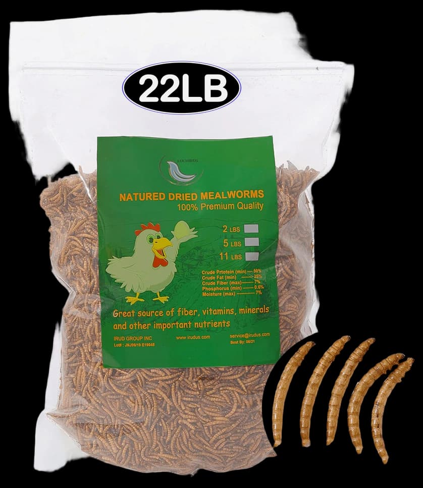 Amazon.com : UCM Group 10LB Dried Mealworms for Wild Birds, Chickens ...