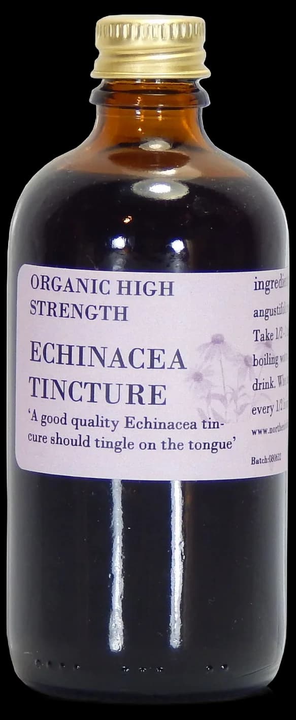 Echinacea Extract - Echinacea purpurea