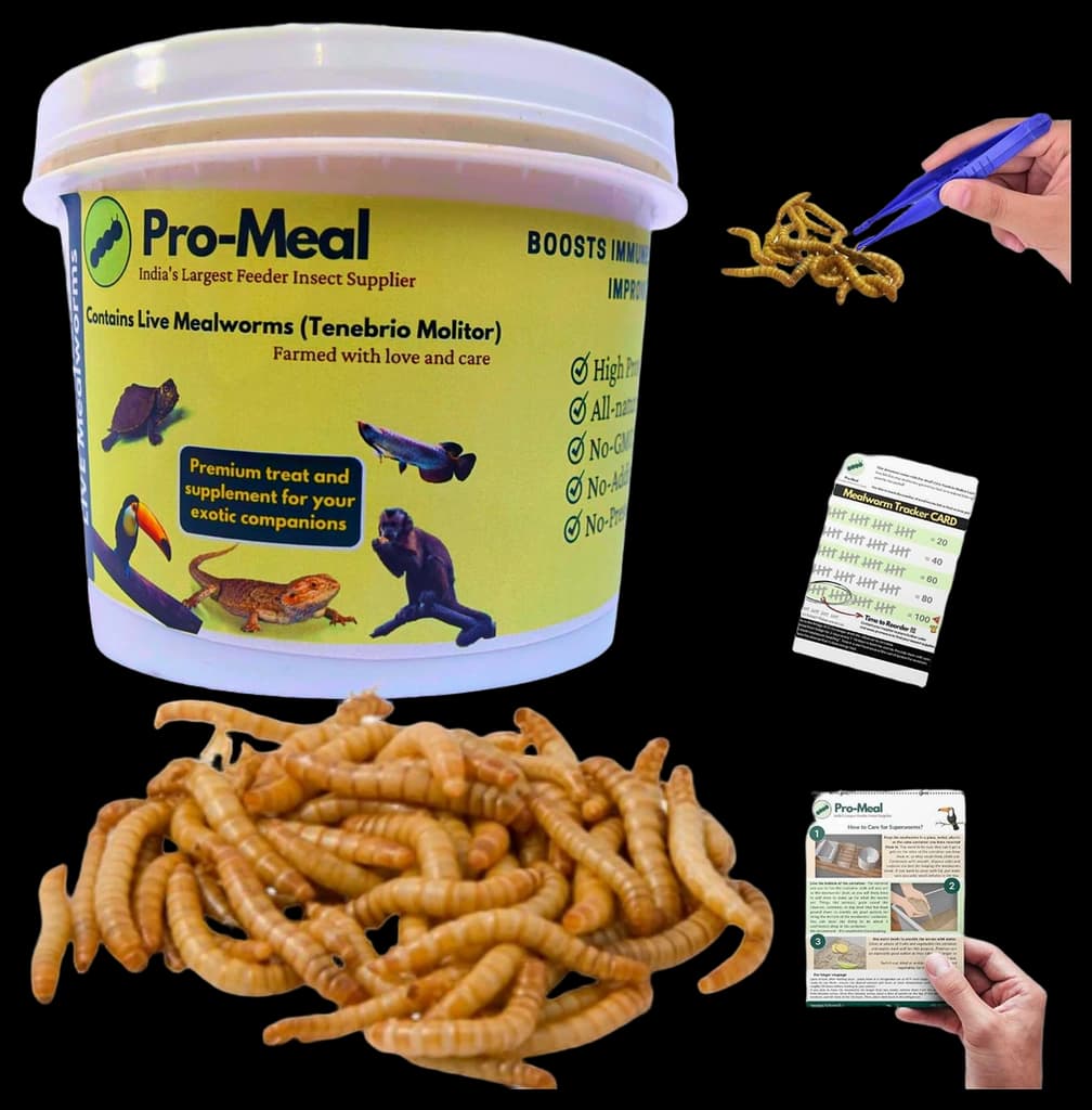 Pro-Meal Live Larvae Mealworms - Hight Protien Treat Food For Aquarium ...