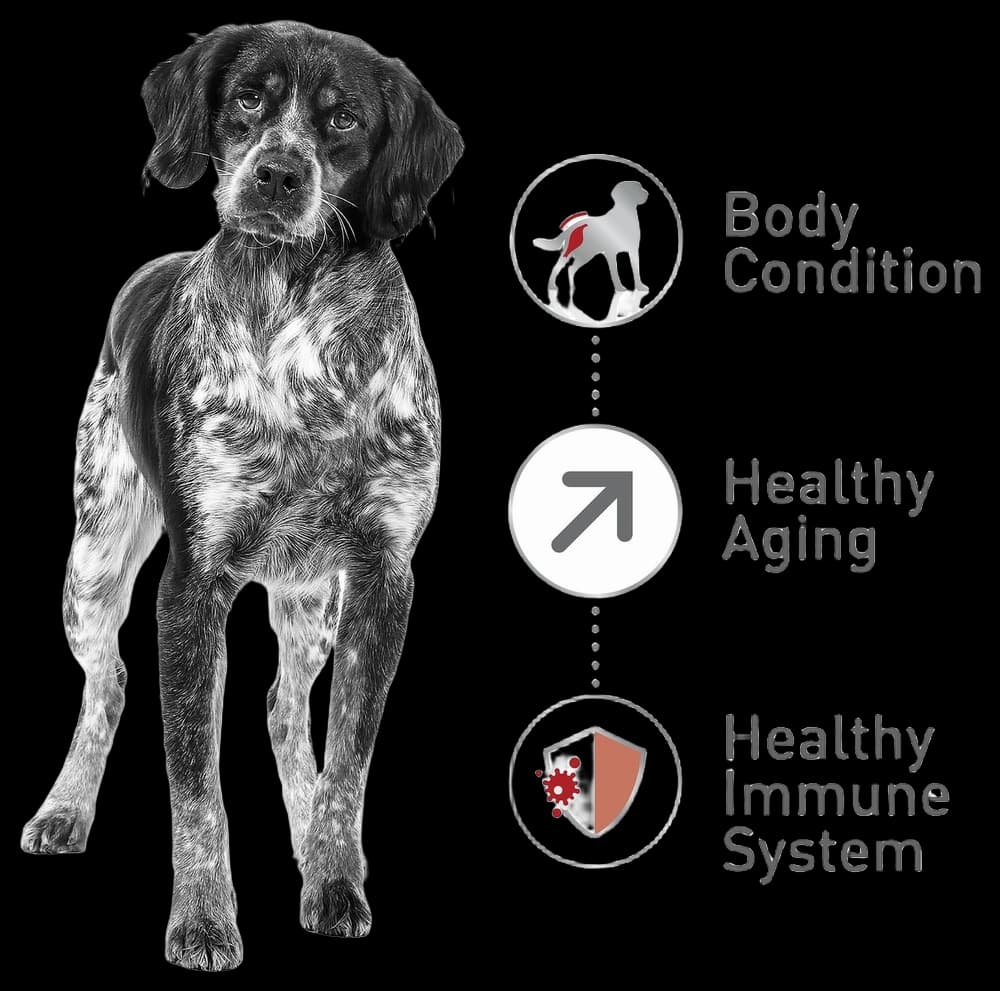 ROYAL CANIN Size Health Nutrition Medium Aging 10+ Dry Dog Food, 30-lb ...