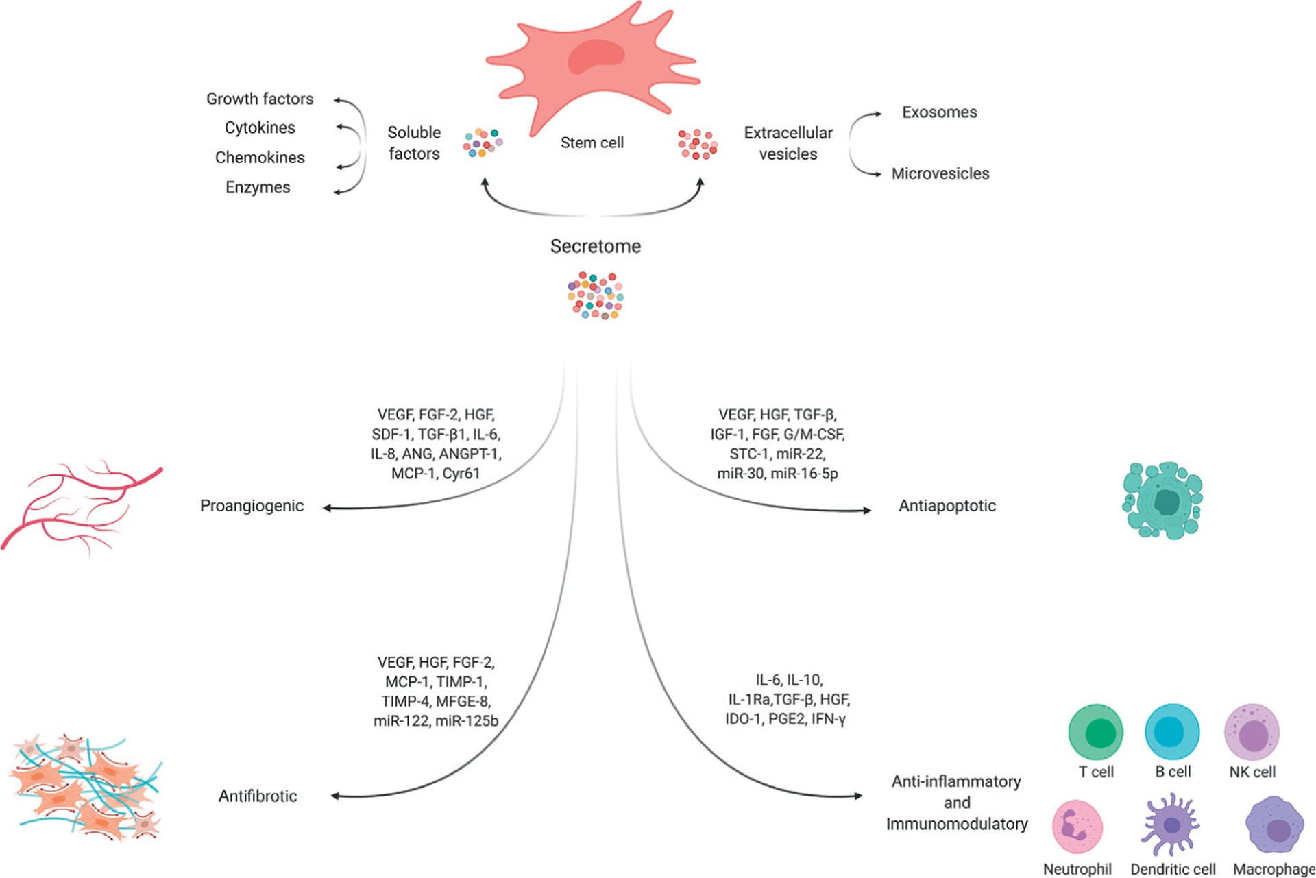 Emergence of the Stem Cell Secretome in Regenerative Engineering - PMC