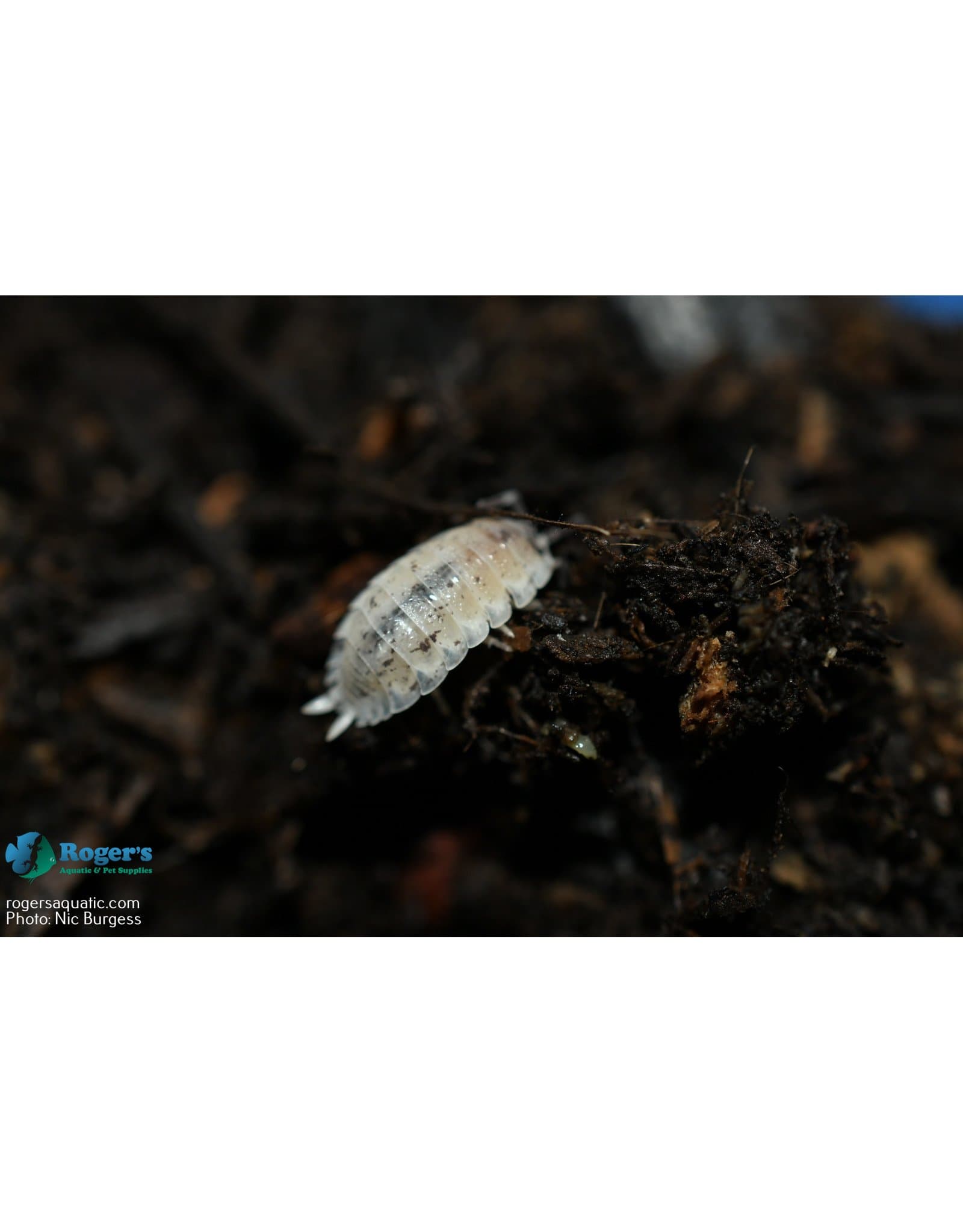 Isopod Culture - P. scaber "Dalmatian" - Roger's Aquatics & Pet Supplies