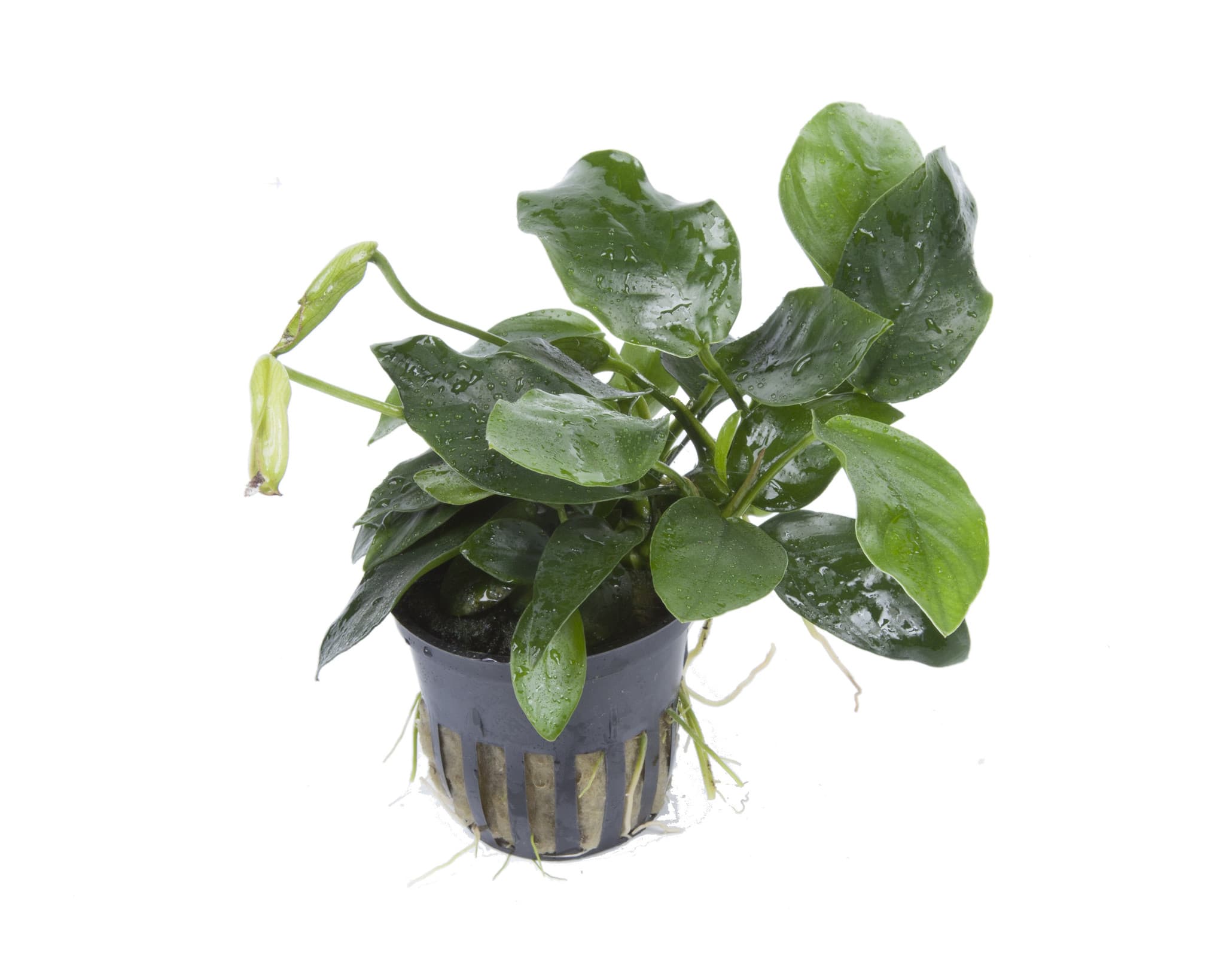 Tropica Topfpflanze Anubias barteri var. nana 'Large' | Garnelenmarkt.ch