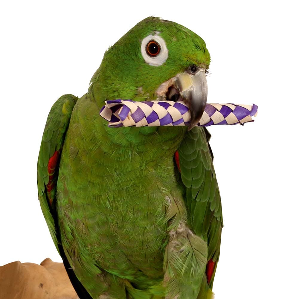Budgie Toys | Northern Parrot