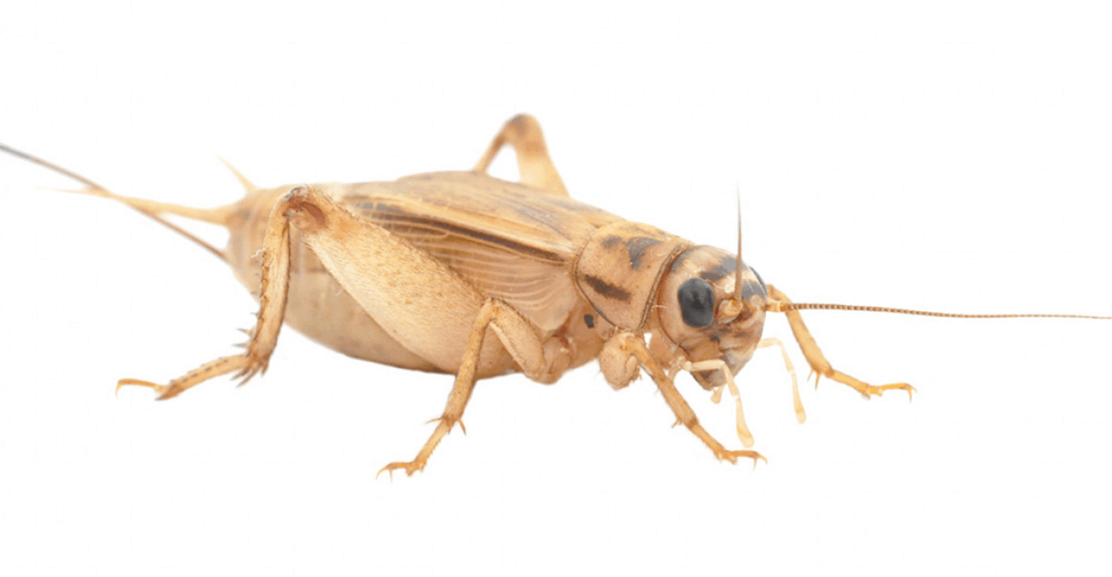 Crickets (Acheta domesticus) - Central Pest Control