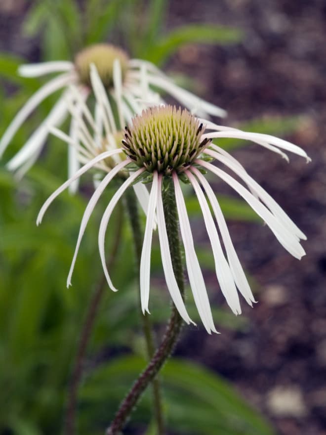 Echinacea pallida Hula Dancer by Jelitto Seeds