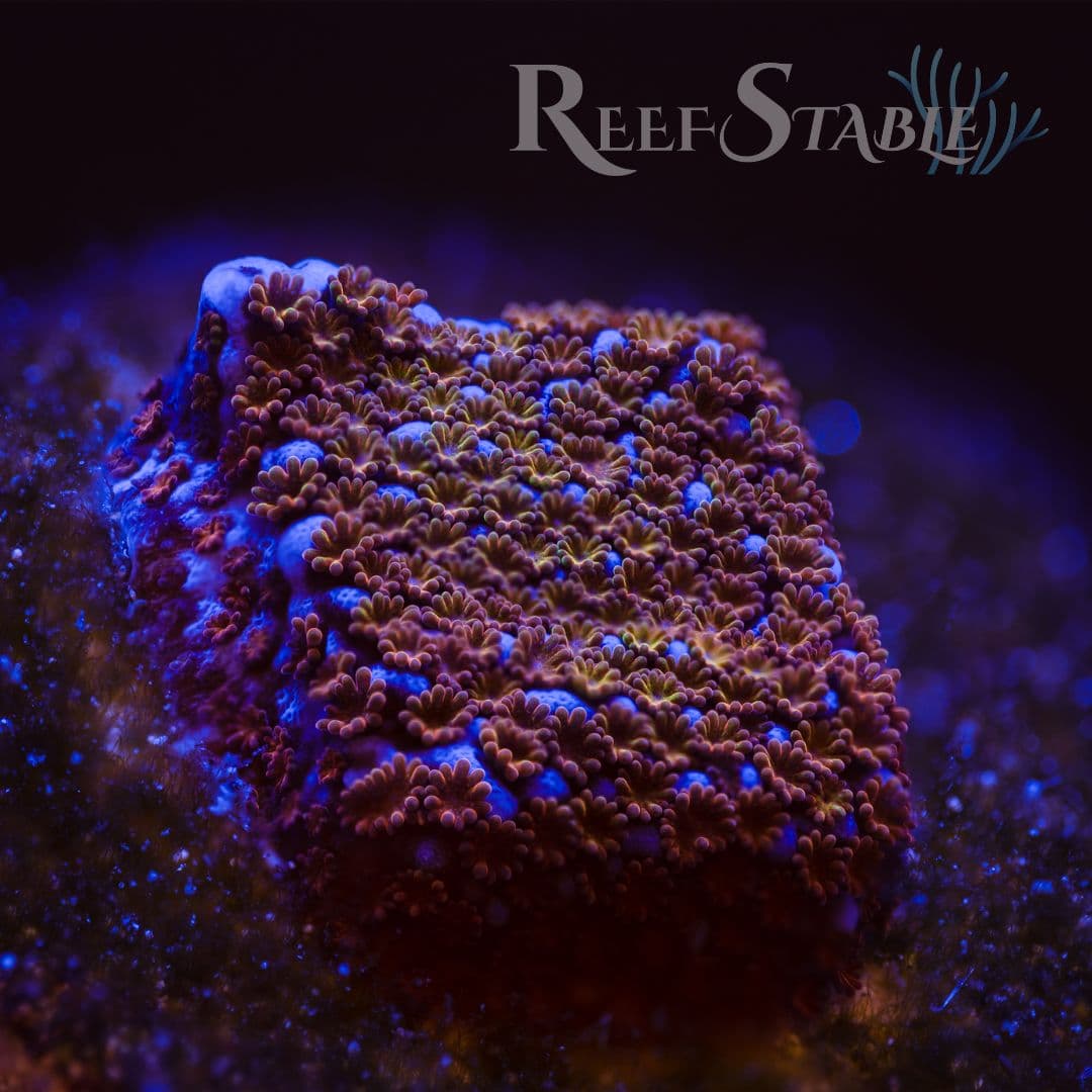 Rainbow Encrusting Montipora SPS Coral Fra…