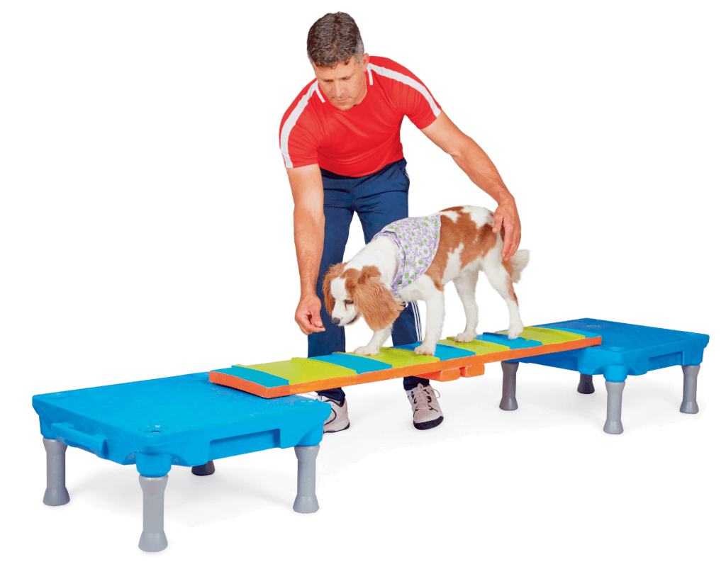 Balance Beam Title (Pentathlon Series) – Do More With Your Dog!
