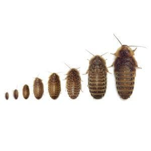 Dubia Roach Information: Feeding, Breeding, FAQ, Expert Advice