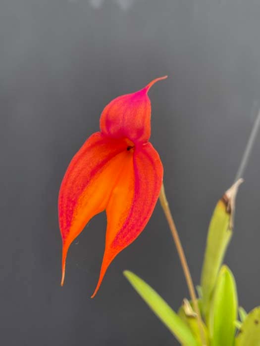 Southern California Orchid Species Society