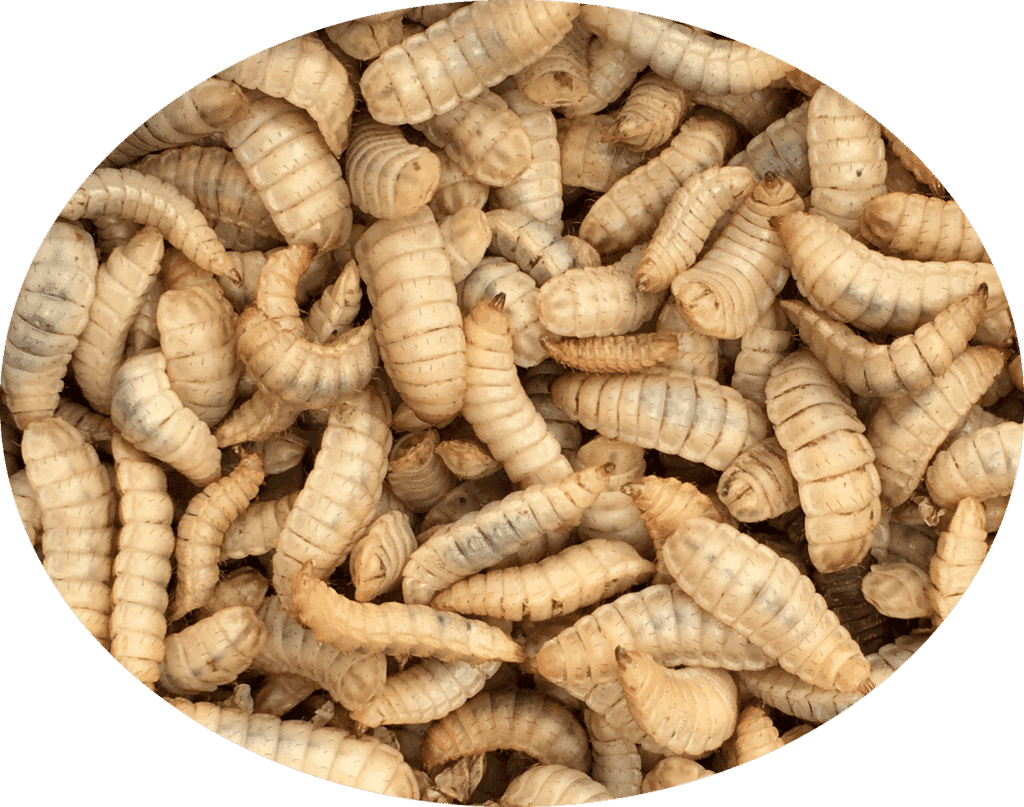 Calci Worms Livefood Subscription - Silkworm Store