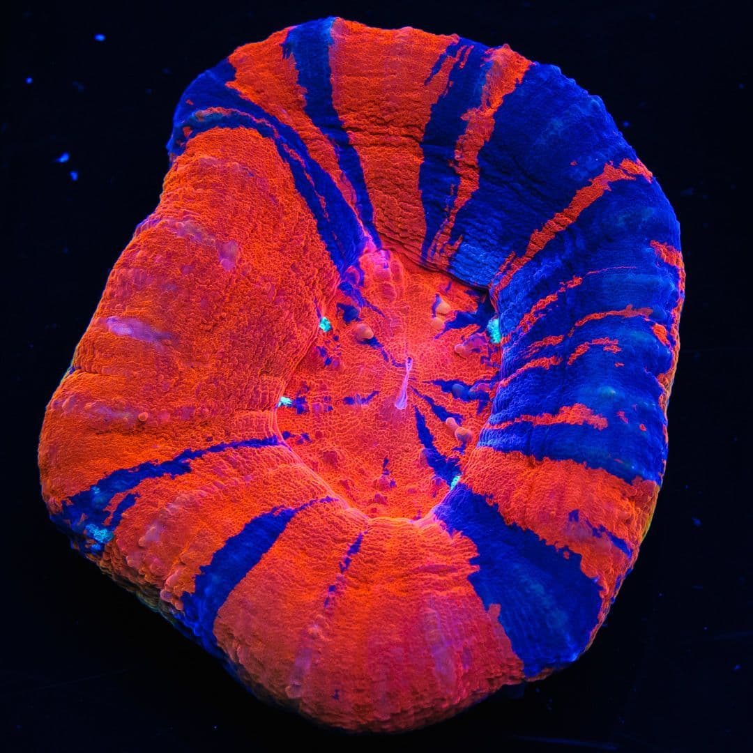 War Paint Scolymia - Frag Box Corals