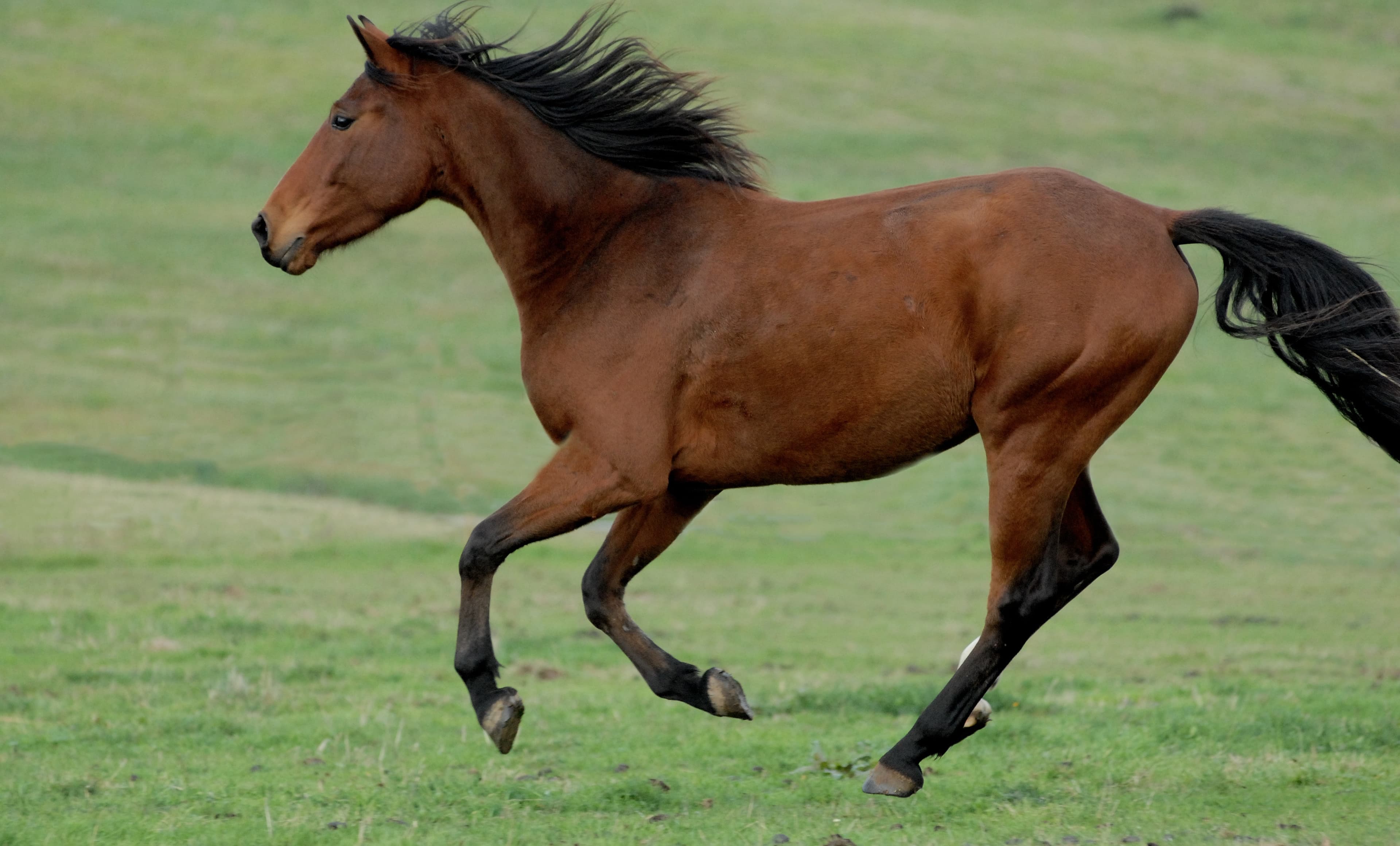 Images Gratuites : la nature, prairie, pâturage, cheval, étalon ...