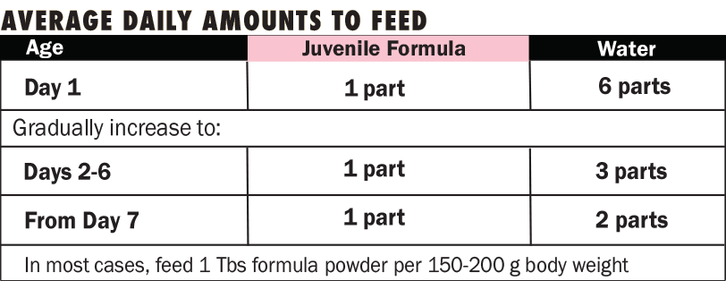 Juvenile Hand Feeding Formula - Harrison's Bird Foods