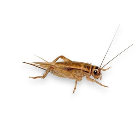 Micro crickets, Acheta domesticus, 1-5mm