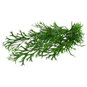 Lucky Reptile Horn Fern – Hobbyzoo.nl