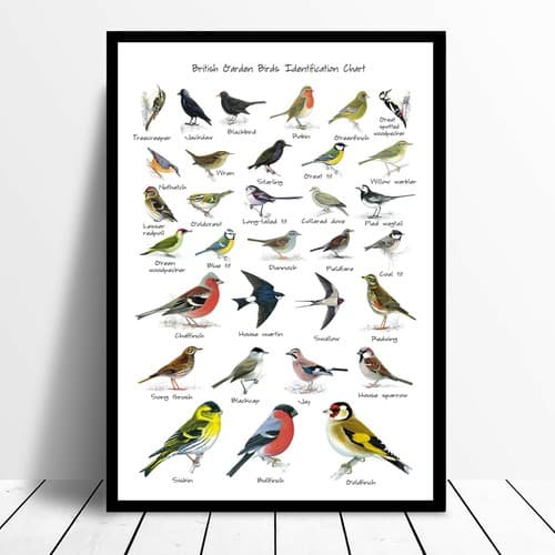 RSPB British Garden Birds Collection Framed Photograph
