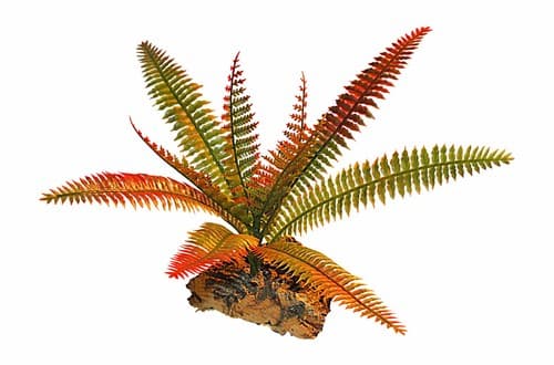 Plastic Vivarium Plant,Small Fern Mounted On Cork bark, Choice Of Two ...