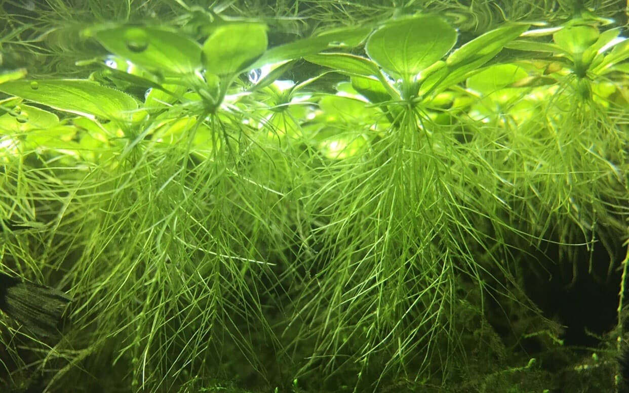15 x Water lettuce Pistia Stratiotes Floating Live Aquarium Plants Fish ...