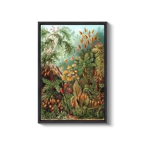 Ernst Haeckel : Vintage Forest, Mushroom, Kunstformen Der Natur (1904 ...