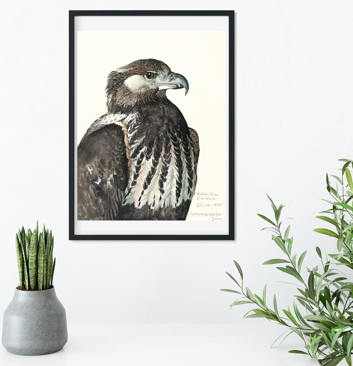 Set of 6 Framed Vintage Bird Prints Natural History Set of 6 - Etsy
