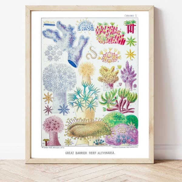 Coral Prints - Etsy