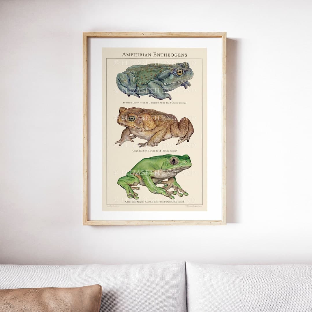 Desenio Botanical Amphibian Vintage Poster with Frame