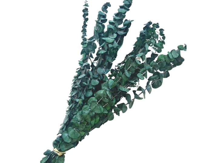 Dried Eucalyptus Bundle, Real Eucalyptus for Shower or Decor, Boho Home ...