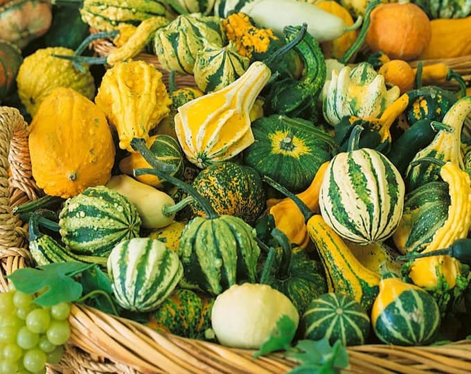 Giant Ornamental Fall Gourd Mix giant Size Gourds - Etsy