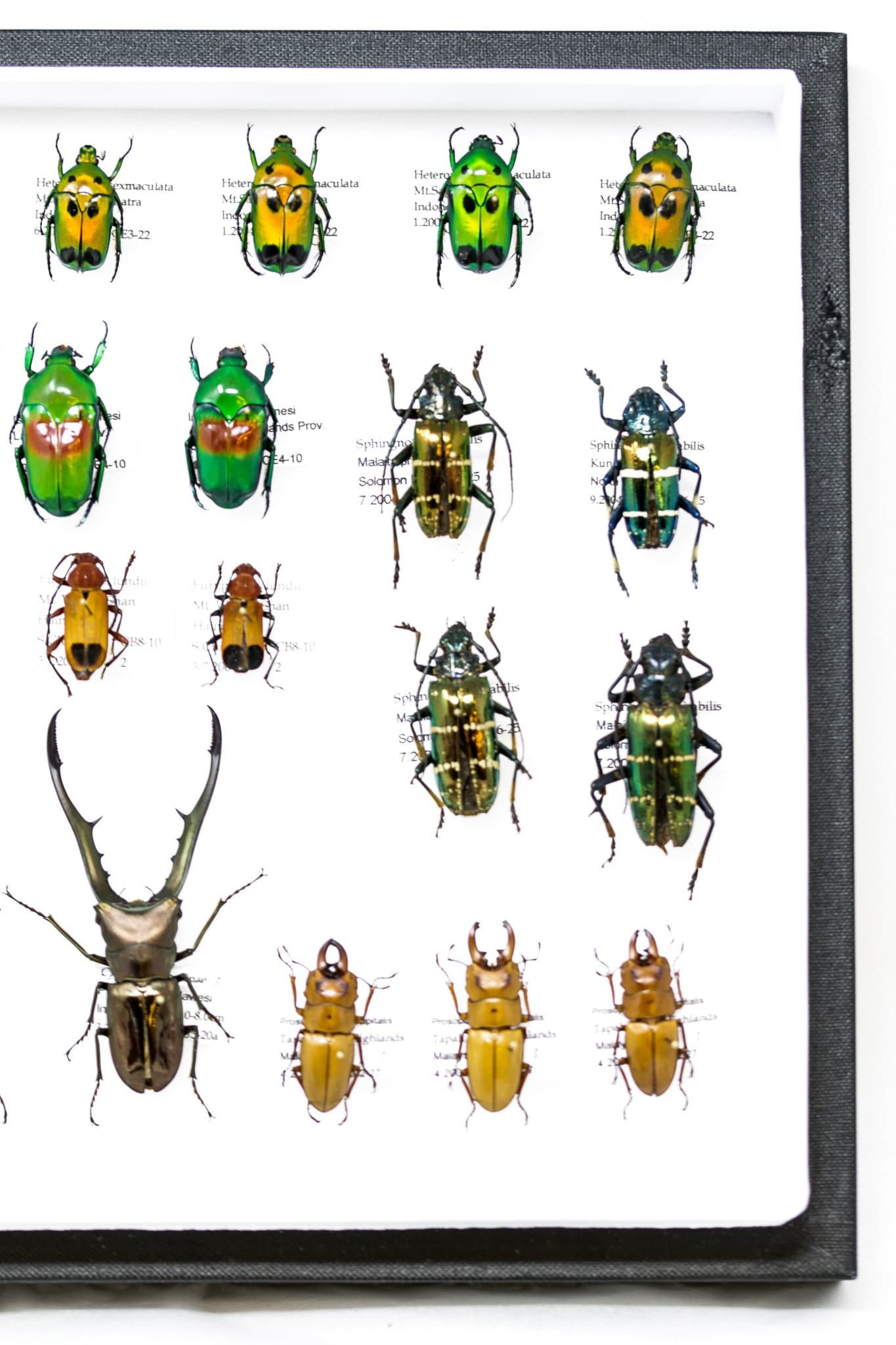 Framed Beetle Specimen Collection | Pinned Entomology Insect Specimens ...