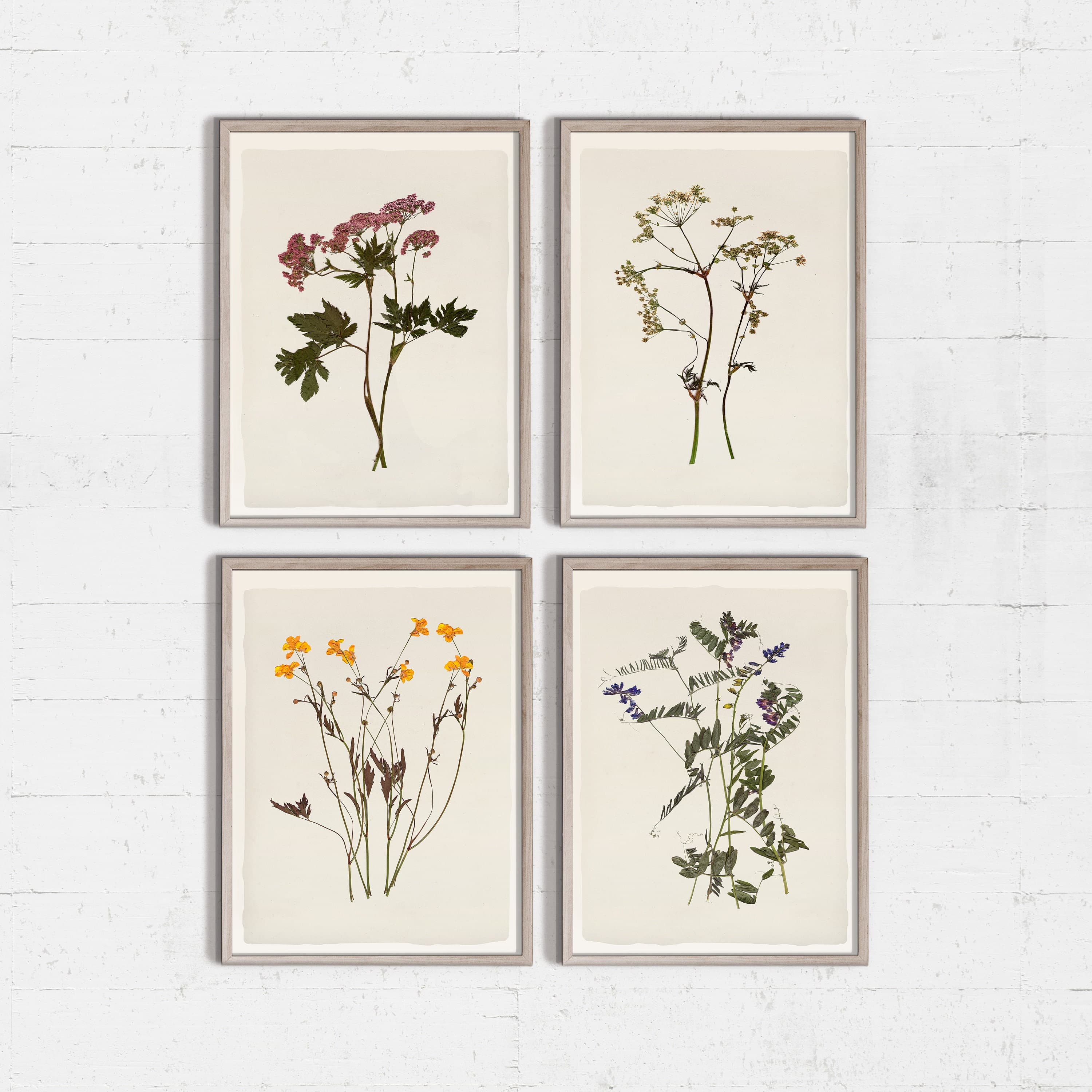 Pressed Flower Art Wildflower Wall Art Dried Flowers Print - Etsy