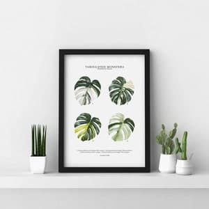 Variegated Monstera Deliciosa Print by Tobancay - Digital Download ...