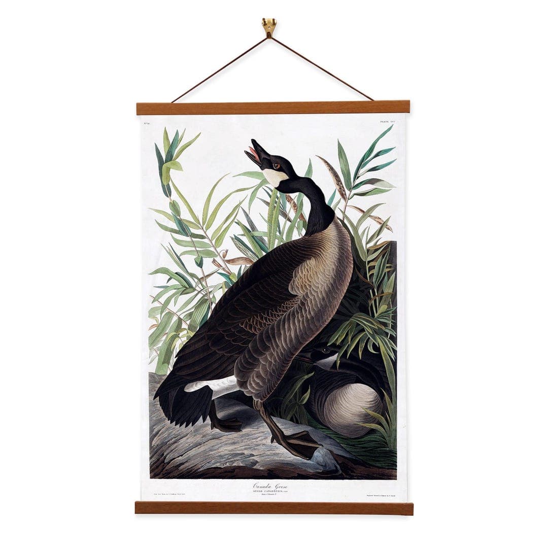 Canada Goose by John James Audubon Scientific Illustration Canvas Wall ...