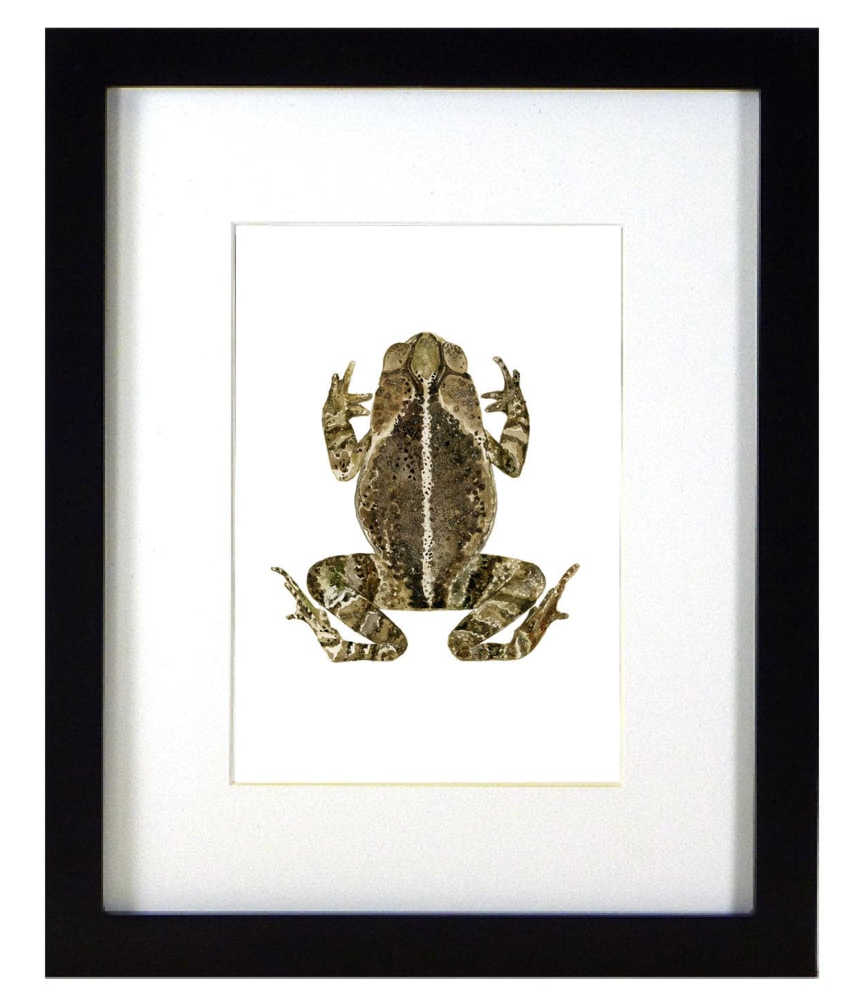 ARTWORK, Gulfcoast Toad Painting, Mounted Toad Art, Framed Amphibian ...