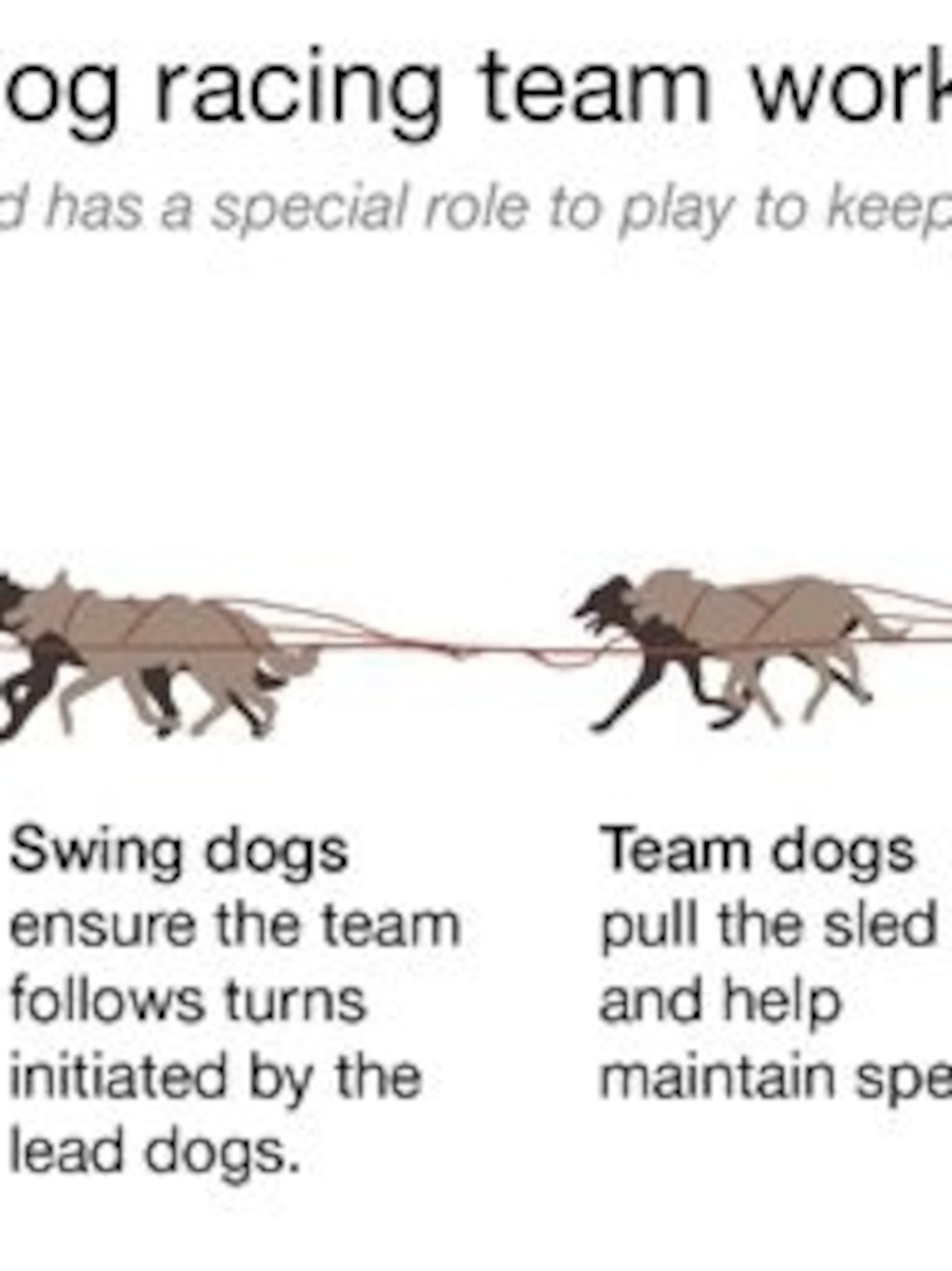 Dog Sled Diagram