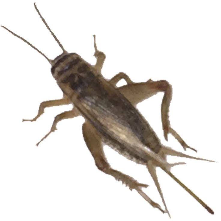 vmfeeders 1000 Live Large (3/4") Crickets (Acheta Domesticus)(Brown ...