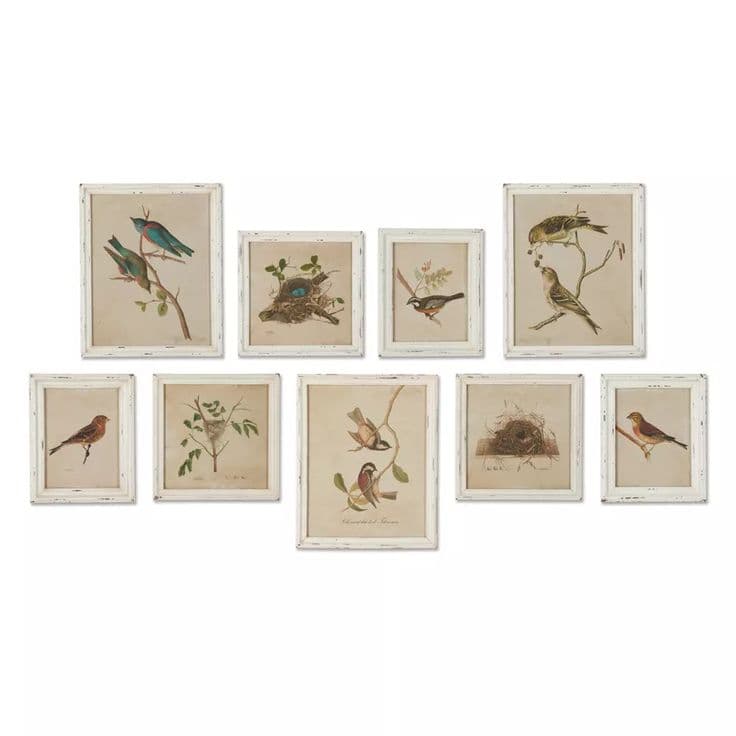 Framed Aviary Bird & Nest Habitat Prints, Set Of 9 | Bird wall art ...