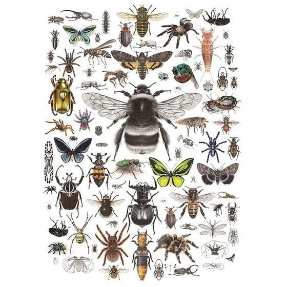 Natural History Taxidermy Butterflies, Beetles, Insect Frames ...