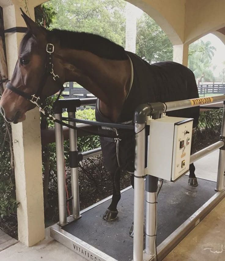 Equine Vibration Therapy & Horse Training Systems - Vitafloor | Dream ...