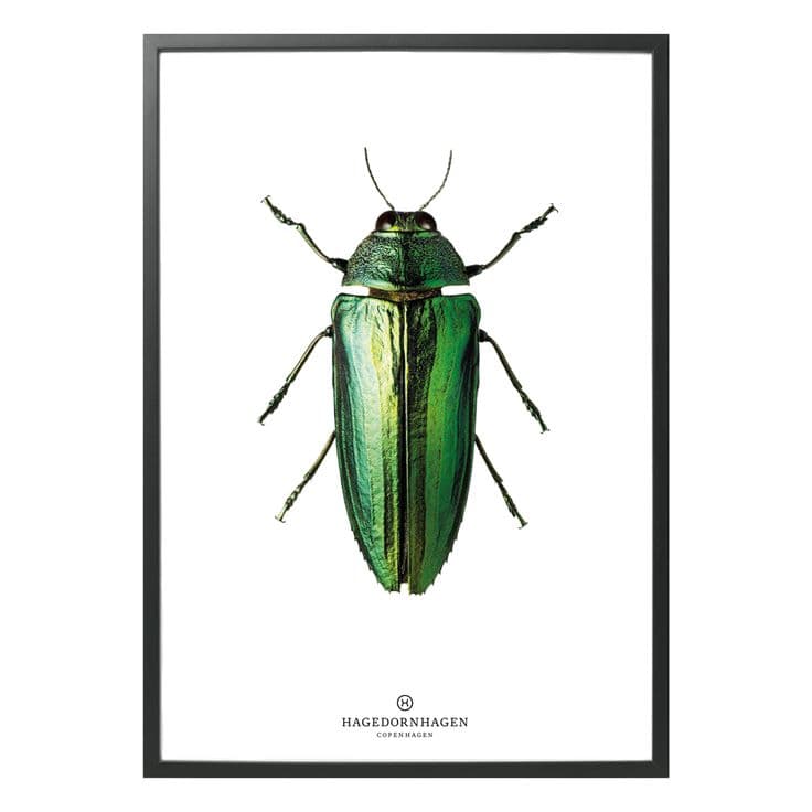 Hagedornhagen Beetle Art Print - 'New Collection B9' | Beetle art, Art ...