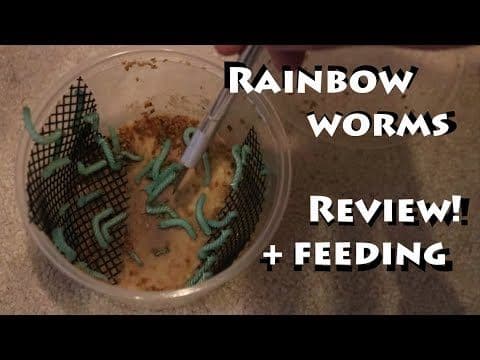 Rainbow Mealworms Review/Feeding | Red worms, Mealworm farm, Earthworms