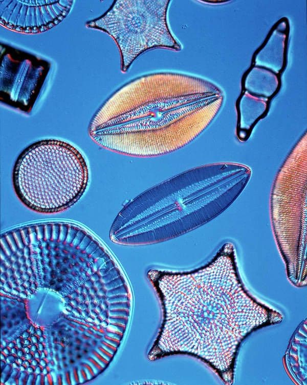 Diatoms #2 Art Print by "Natural History Museum, London / Science Photo ...