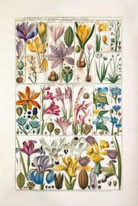 King & McGaw Royal Horticultural Society Orchid Framed Print